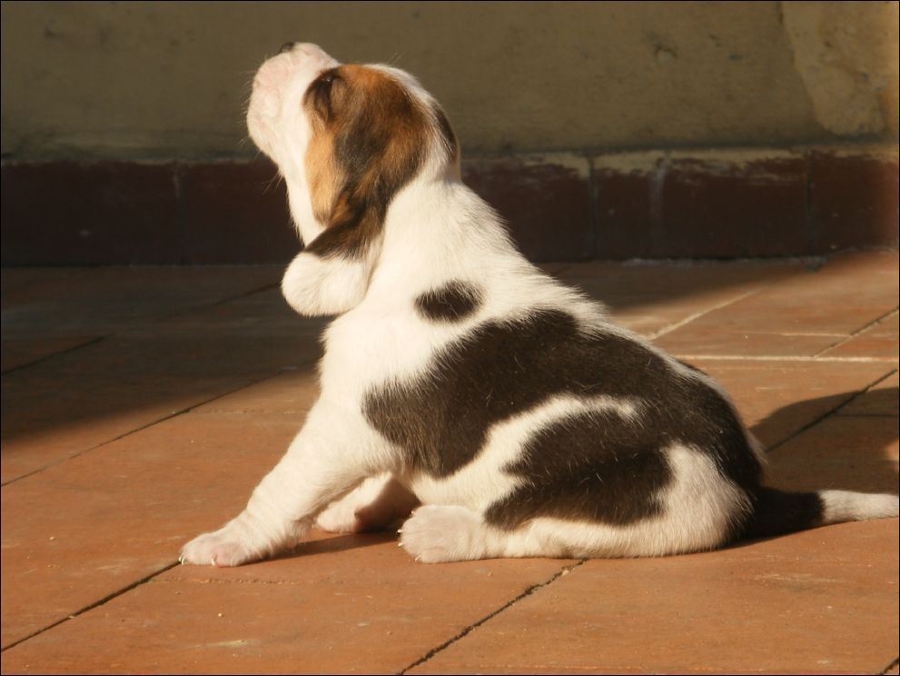 cuccioli amelie-81